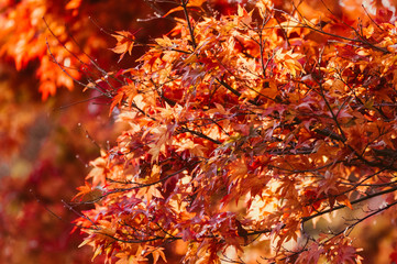 Japanese Maple tree in Autumn