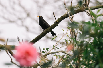 Blackbird perched on a tree branch in Spring