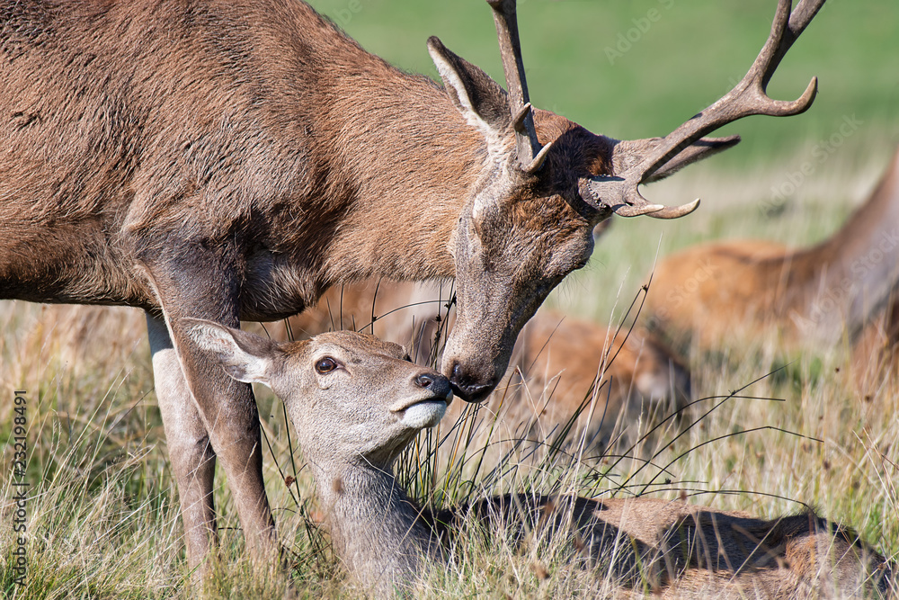 Aufkleber a stag and a doe appear to be kissing. taken just before the start of the rutting season. the doe is