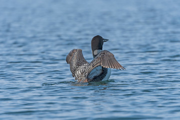 Loon Displaying in a North Woods Lake