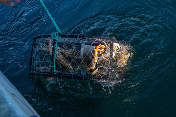 Crab pot being pulled out the ocean with dungeness crab in it  © Larry D Crain