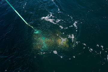 Fototapeta premium Crab pot being pulled out the ocean with dungeness crab in it 