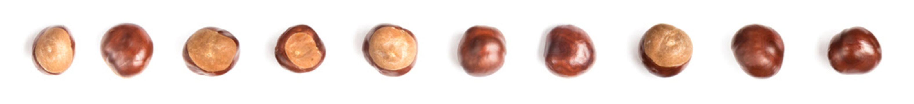 row of chestnuts or aesculus hippocastanum or conker tree nuts isolated on white background