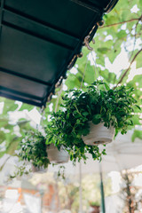 Green flower leaves in plastic pots hang from roof