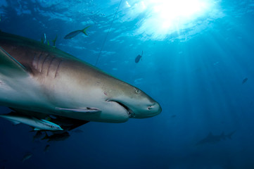 Fototapeta premium Lemon Shark