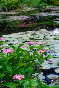 Sea rose lake in Giverny Garden of Monet