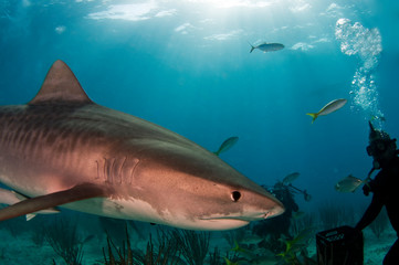 Obraz premium Tiger Shark