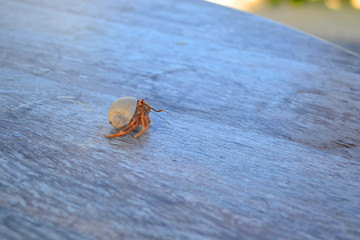 Hermit Crab