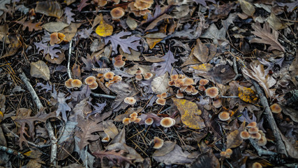 Mushrooms along the forest floor in Autumn