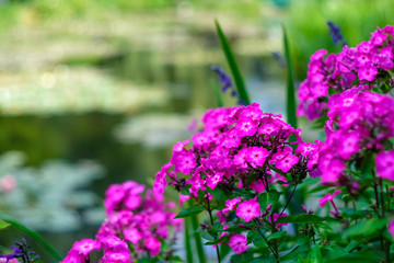 Obraz premium Sea rose lake in Giverny Garden of Monet