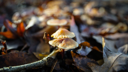 Mushrooms along the forest floor in Autumn