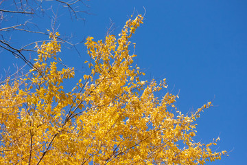 Branches in the Breeze