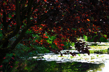 Beautiful Garden of Giverny of Monet