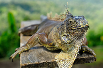 Chinese water dragon (Physignthus cociincinus) having rest on wooden plank in national park. This...