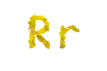 letter R r, small and large, of small yellow leaves, on a white background, isolates	