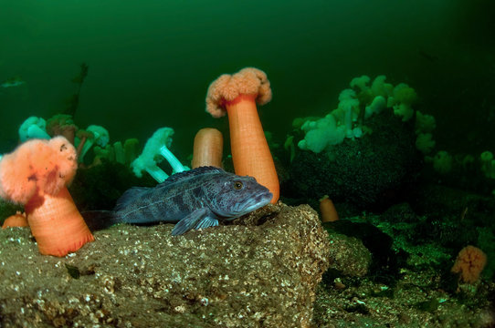 Ling Cod