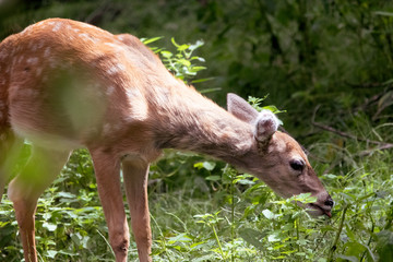 Tasting the Leaves