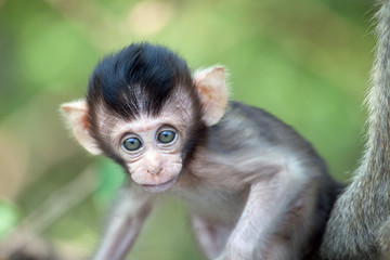 可愛いサル