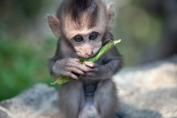 可愛いサル