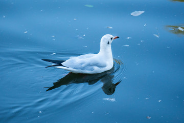 A seagull swimming in the lake