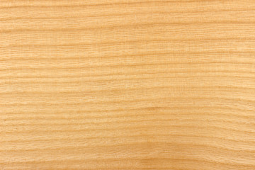 Ash wood texture surface detail