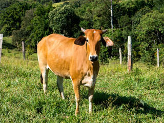 Brown ox on green pasture - bull - livestock - cattle raising