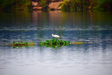 Migrating Bird