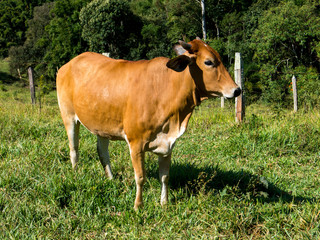 Naklejka na ściany i meble Brown ox on green pasture - bull - livestock - cattle raising