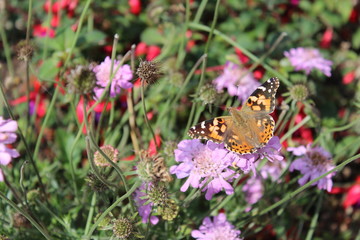 Painted lady (Vanessa cardui) butterfly on field scabious