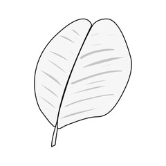 leaf nature on white background