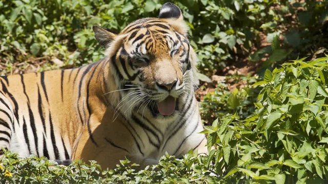Tiger is resting in the forest.