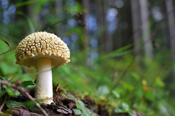 mushroom in the forest