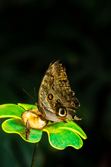 Fototapeta premium Butterfly eating at the garden - Close up