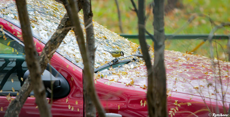 Moscow autumn_tree in the garden