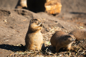 Black-tailed prairie eating at the zoo