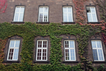 Fototapeta na wymiar old window in the autumn leaf