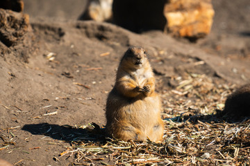 Black-tailed prairie eating at the zoo