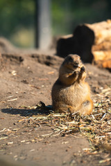 Black-tailed prairie eating at the zoo