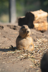 Black-tailed prairie eating at the zoo
