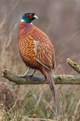Birds - Common Pheasant (Phasianus colchicus) male - cock
