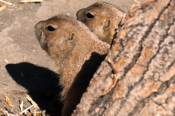 Couple of black tailed prairie looking at something at the zoo