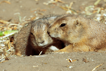 Couple of black tailed prairie kiss each other at the zoo