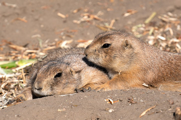 Naklejka na ściany i meble Couple of black-tailed prairie lying on the ground at the zoo