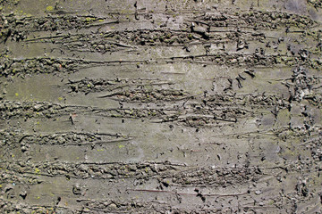 Wild cherry tree bark surface detail