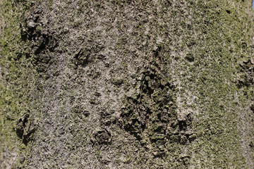 Beech tree bark surface detail