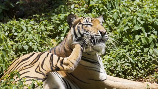 Tiger is resting in the forest.