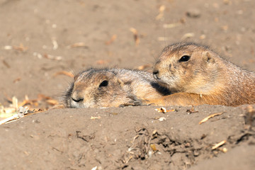 Couple of black-tailed prairie lying on the ground at the zoo