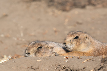 Couple of black-tailed prairie lying on the ground at the zoo