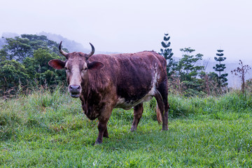 Brown Cow with Horns In Beautiful Australian Countryside 
