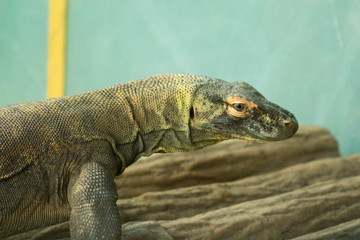 Comodo dragon at the zoo
